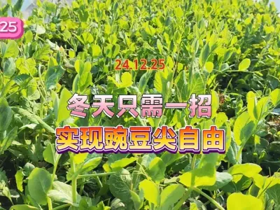 要吃豌豆尖不需要等到来年春天，用了这个冬天涮火锅的原料就有了 #抖音助农 #一份耕耘一份收获 #三农 #自己种的纯天然的绿色蔬菜 #田间地头走一走 