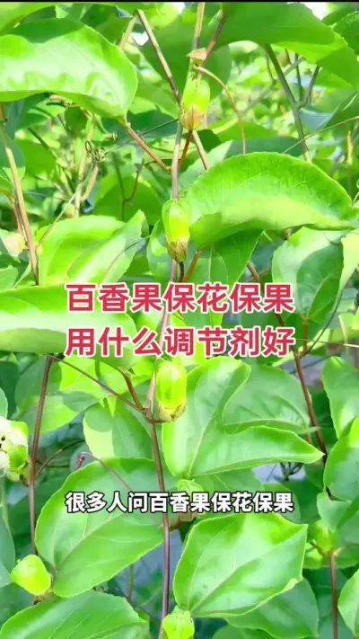 百香果保花保果用什么调节剂好？#百香果种植 #百香果种植技术 #黄金百香果种植技术 #百香果保花保果 #钦蜜9号百香果