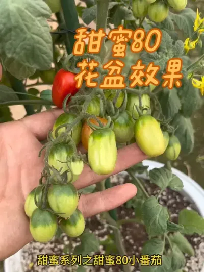 甜蜜80小番茄 花盆表现视频中看还是很不错的，露天种植表现会更好，有喜欢的朋友可以，直接购买咱们家的幼苗种植呦#甜蜜80小番茄 #关注我一起学种菜 #新农人计划 #阳台花盆小院均可种植 #番茄🍅 饿
