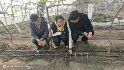 提高地温可有效提早葡萄上市！