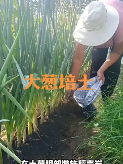 大葱撒稻壳碳、培土#大葱