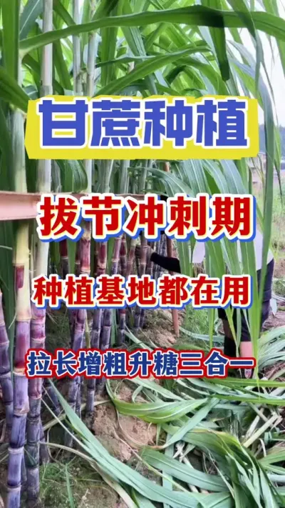 甘蔗拔节期真正经济实惠好用的产品都被埋没！高价的套餐却依然横行！种植基地和种植大户都在用的甘蔗拔节冲刺期拉长增粗升糖三合一，今年你一定要试试#甘蔗种植 #甘蔗拔节 #甘蔗