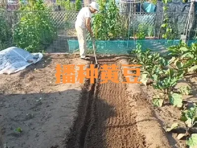 夏季播种黄豆的时间方法#大豆