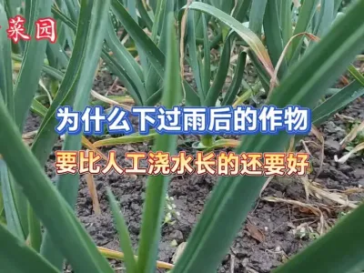 利用雨水的作用来决定农事管理，可以少走很多弯路 #新农人计划2025 #三农 #种植小技巧 #大自然的馈赠 #抖音助农 