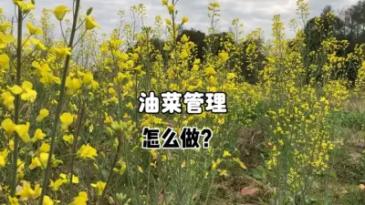 油菜现阶段打药要注意哪些？ #三农种植 #农业技术推广 #油菜 #农业 
