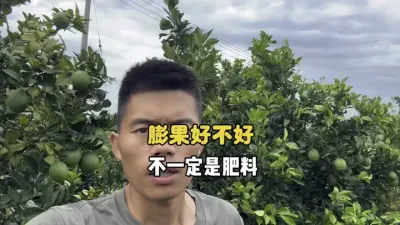 柑橘果实偏小，不一定就是肥料的问题 #三农 #果园管理 #柑橘种植 #膨果 #农业种植 