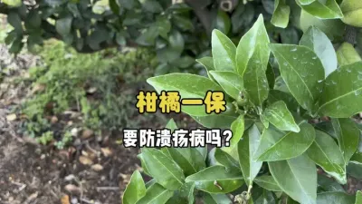 柑橘在一保的时候要不要防溃疡病? #柑橘 #溃疡病 #果树管理 #农业 #三农 