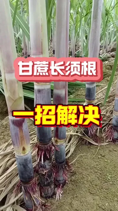 甘蔗疯长虚跟不长苗，原来是这个原因#甘蔗种植 #种植小技巧 #甘蔗施肥方法