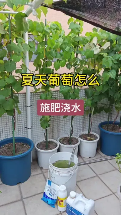 葡萄怎么施肥浇水，葡萄怎么管理，葡萄怎么浇水，葡萄的种植方法#葡萄种植技术 #盆栽葡萄 #种葡萄 #葡萄苗 #葡萄种植