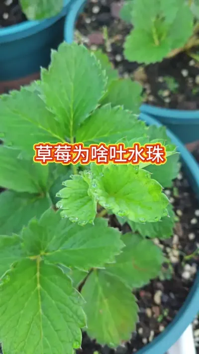 种草莓怎么养护，草莓的种植方法，草莓的养护过程，新手怎么种盆栽草莓 #草莓苗 #种草莓 #盆栽草莓 #草莓种植 #草莓养护方法
