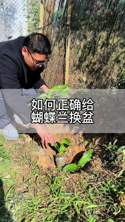 开花后的蝴蝶兰如何换盆#花卉绿植 #养花 #种植小技巧