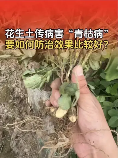 花生土传病害&ldquo;青枯病&rdquo;，如何防治效果比较好？#花生种植 #花生高产管理 #花生种植管理技术 #分享农业知识帮农民增产增收 #传播农业小知识