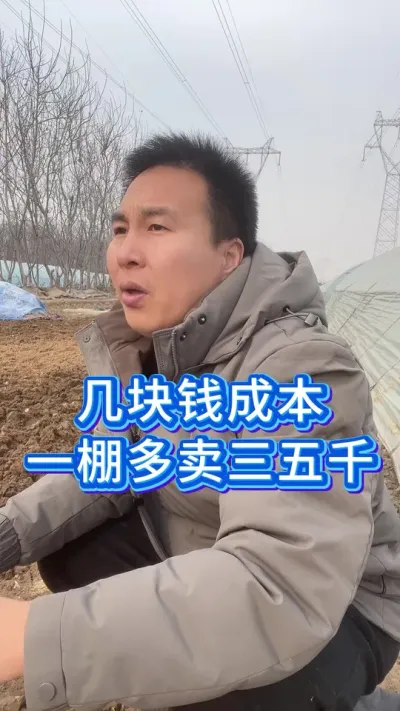 西瓜高产妙用，一亩地竟几块钱成本 #大棚西瓜种植技术 #西瓜种植技术 #西瓜管理 #种西瓜 #农业种植技术