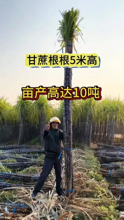 各大甘蔗种植基地都在用的种植技巧，甘蔗轻轻松松长到五米高#甘蔗高产 #种植技巧 #农业知识 #丰收在望