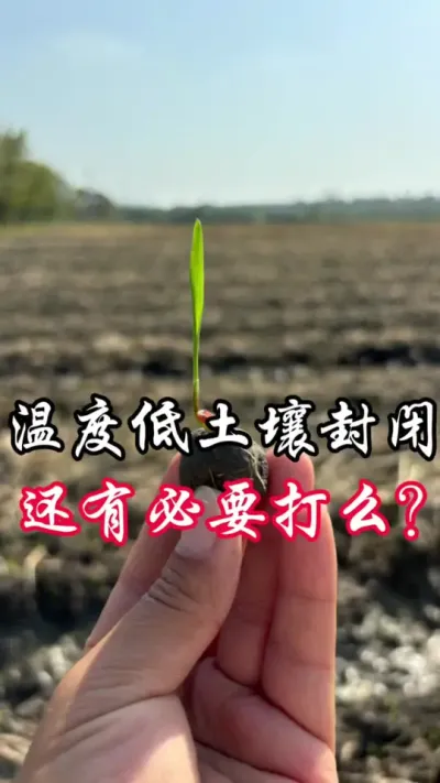 现在可有必要打封闭#分享农业知识帮农民增产增收