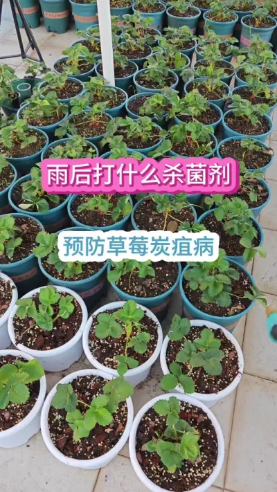 草莓怎么预防病虫害，草莓的养护过程，新手种草莓怎么养护，草莓的种植方法#草莓种植 #草莓养护 #草莓病虫害防治 #草莓苗 #盆栽草莓