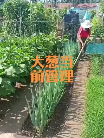 高白冬储大葱当前管理特别注意事项#大葱