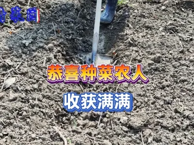 为什么喜欢种菜的朋友不爱回答这个问题，其实心里都知道答案 #新农人计划2025 #三农 #抖音助农 #农业种植 #自己种的纯天然的绿色蔬菜 
