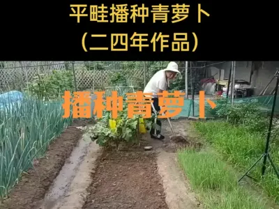 平畦播种青萝卜（二四年作品）