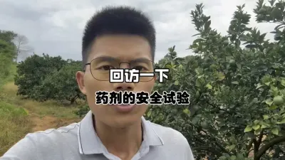 回访一下前几天柑橘树做的安全试验 #三农 #农业 #果树管理 #柑橘种植 