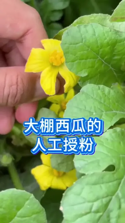 大棚西瓜的人工授粉 #西瓜 #大棚西瓜 #种西瓜 #西瓜管理 #服务三农支持三农