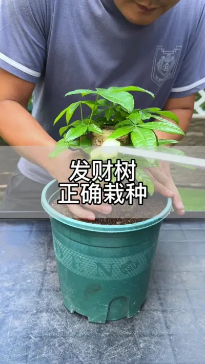 植物的正确栽种方法#花卉绿植 #养花 #种植小技巧