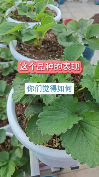 什么品种比较适合新手种，草莓的种植过程，新手种草莓，盐莓1号草莓 #草莓种植 #草莓养护 #草莓苗 #种草莓 #盆栽草莓