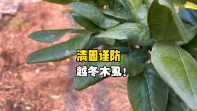 果农注意！柑橘清园的时候谨防越冬木虱 #木虱 #柑橘种植 #果树管理 #农业技术 #三农种植 