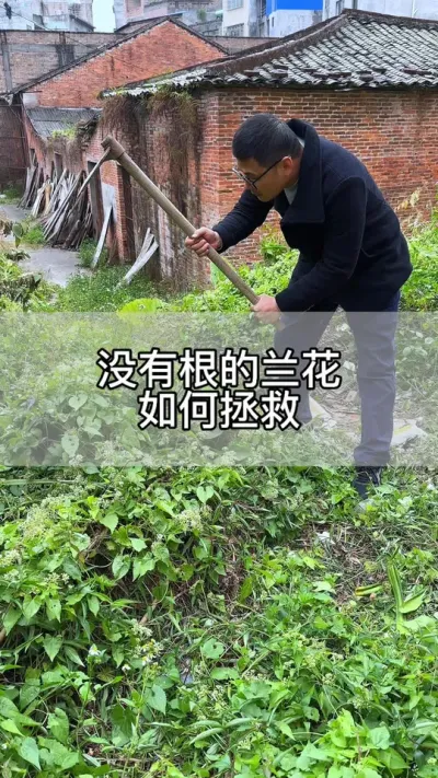 烂根的兰花如何拯救#花卉绿植 #养花 #种植小技巧