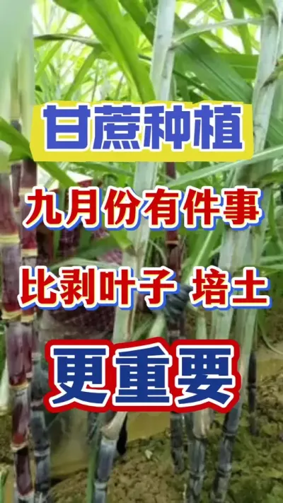 进入九月份，有件事情比剥叶子培土更重要，谁做错谁后悔#甘蔗种植#甘蔗施肥#甘蔗拔节