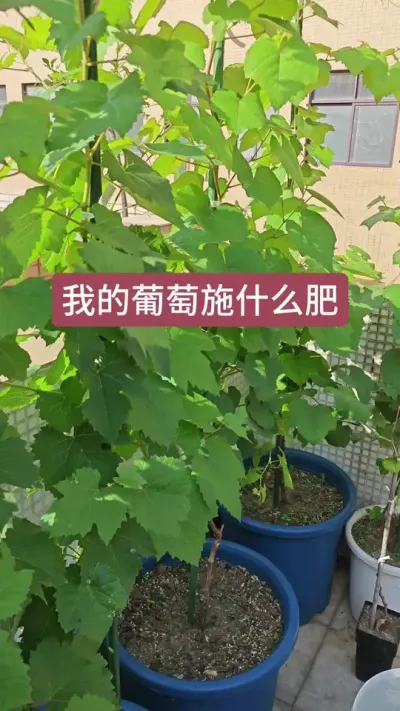 葡萄养护怎么施肥，葡萄的种植过程，新手怎么种葡萄？#葡萄种植 #盆栽葡萄 #葡萄苗 #葡萄养护 #种葡萄