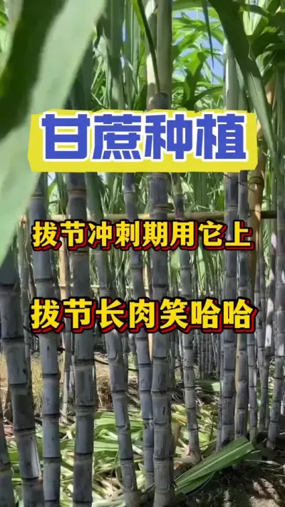 甘蔗壮尾肥用了很多，甘蔗依然是节短节细、品质差产量低，方法不对努力白费#甘蔗种植#甘蔗施肥 #甘蔗拔节