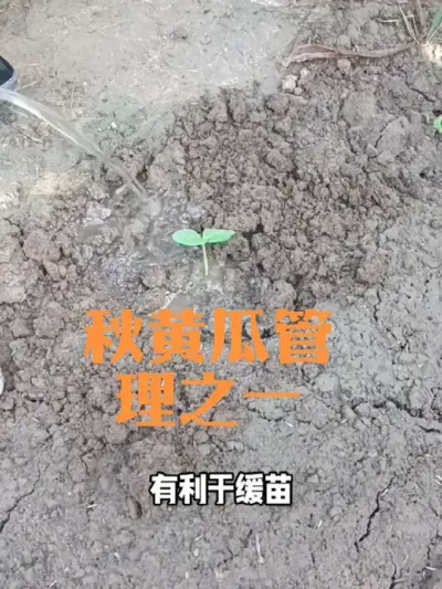 秋黄瓜播种后如何防雨如何补苗#秋黄瓜