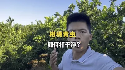 柑橘果园的青虫老是打不干净怎么办？ #三农 #柑橘种植 #斜纹夜蛾 #农业种植 #果树管理 