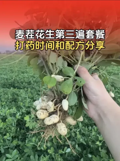 麦茬花生第三遍套餐打药时间，及配方分享。#花生种植 #农业种植 #花生种植管理技术 #花生高产 #分享农业知识帮农民增产增收