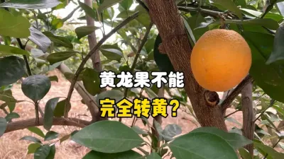 柑橘黄龙病的果子不能彻底地转色变黄？ #柑橘种植 #黄龙病 #农业种植 #三农 #果树管理 