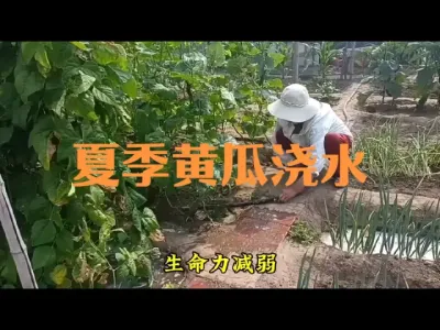 夏季黄瓜如何浇水#黄瓜