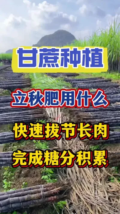 甘立秋肥到底是撒施肥好还是叶面喷施更好，选错用错一年的产量就打水漂了#甘蔗种植#甘蔗拔节#甘蔗