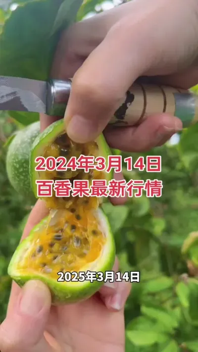 黄金百香果最新收购行情#黄金百香果 #钦蜜9号百香果 #百香果 #种百香果 #百香果种植技术