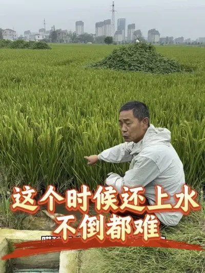 后期倒伏，和水有很大关系。管水很关键#分享农业知识帮农民增产增收 #老百姓关心的话题