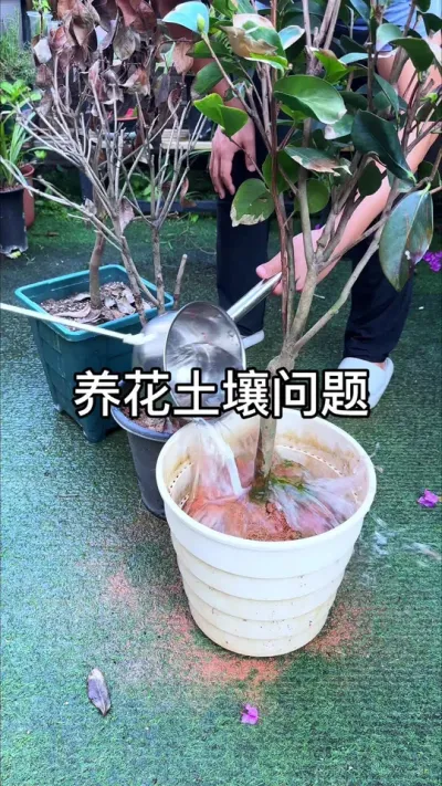 养花土壤板结如何处理#园艺 #种植小技巧