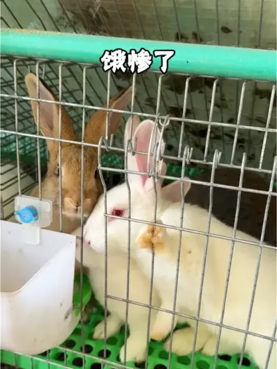 #肉兔养殖 #养兔 #养兔三分靠管理七分靠技术 #我的养殖生活 #养兔技术