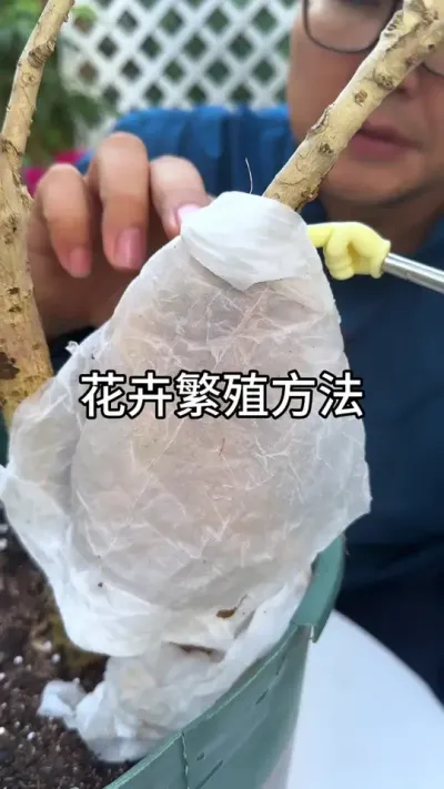 植物繁殖成活率高的方法 #花卉绿植
