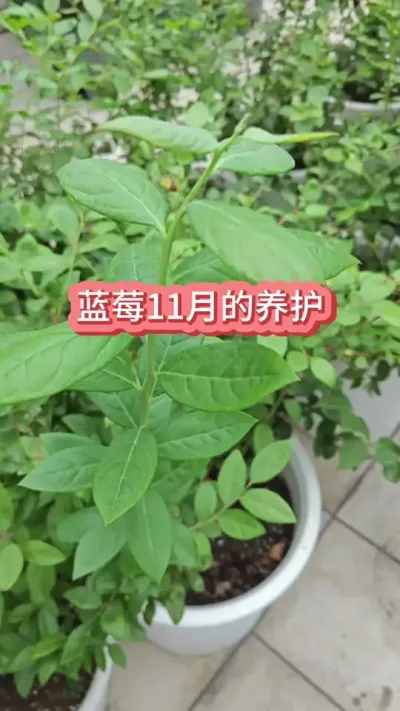 蓝莓的养护过程，11月份怎么给蓝莓施肥，蓝莓要施什么肥 #蓝莓种植 #蓝莓养护 #蓝莓施肥 #盆栽蓝莓 #种蓝莓