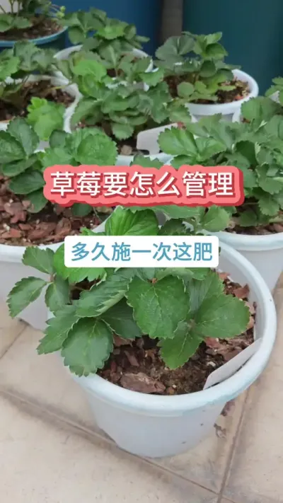 草莓的种植过程，草莓的养护方法，种草莓怎么施肥，草莓要施什么肥 #草莓种植 #草莓养护方法 #草莓苗 #种草莓 #盆栽草莓