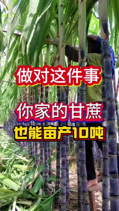 种植60年甘蔗的老大爷分享的甘蔗亩产10吨的配方#甘蔗种植 #甘蔗施肥方法 #服务三农支持三农