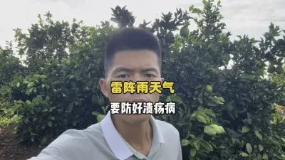雷阵雨天气，要注意防治柑橘溃疡病 #三农 #果园管理 #柑橘种植 #农业 #溃疡病 