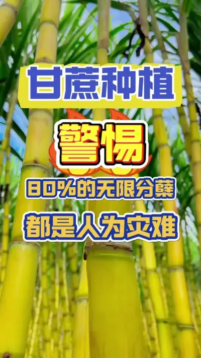 注意‼️甘蔗百分之八十的无效分蘖都是人为灾难#甘蔗种植 #甘蔗施肥方法 #甘蔗高产