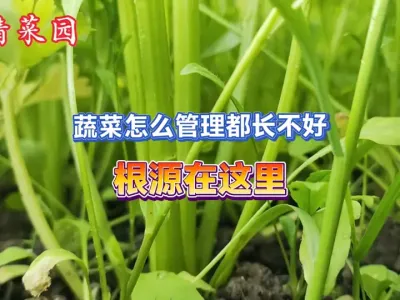 蔬菜长不好不是你管理的不好，而是没有找到出现问题的根源 #新农人计划2025 #三农 #抖音助农 #新农人 #种植小技巧 
