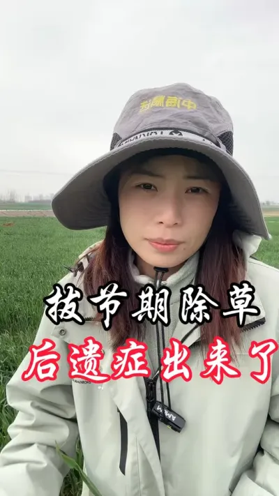 拔节除草，真要慎重